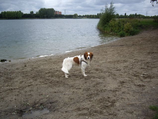 Nog een plaats waar Quido vaak komt. De Klinkenbergerplas in Oegstgeest, grens Warmond. Het is er vaak druk met uitlaatservices doordeweeks en in het weekend met andere wandelaars met honden. Daarom mijden we de dagen dat het heel mooi weer is. Dan is het ook een recreatiegebied met aan de zuidkant 2 strandjes. Waar 's zomers de hondjes niet mogen loslopen trouwens. Aan de noordkant is een hondenstrandje, waar ze het hele jaar mogen komen en aan die kant mogen ze altijd los. Quido vindt het er geweldig! Los hiervan zal ik nog even een link plaatsen naar een fotoserie die ik maakte van een wandeling daar.