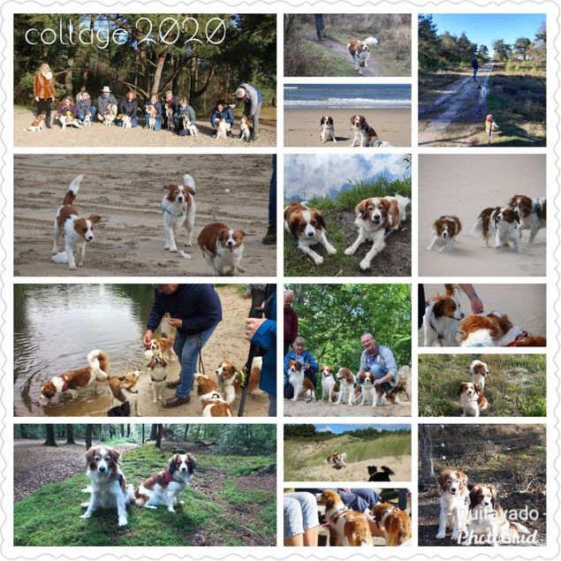 In dit rare jaar waren de belevenissen met onze hondjes, maar ook met de andere Quifayado hondjes lichtpuntjes. In deze collage zijn een aantal van deze leuke momenten vastgelegd.